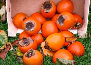 Guava Persimmon Vinegar