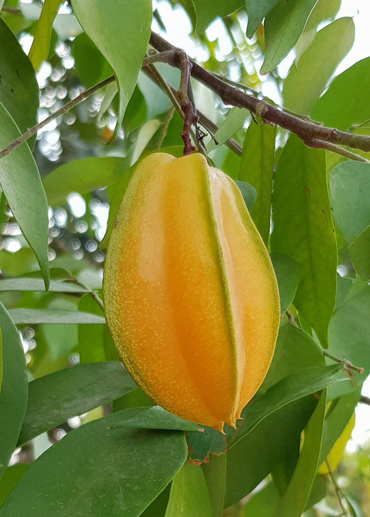 Starfruit Surinam Cherry Vinegar