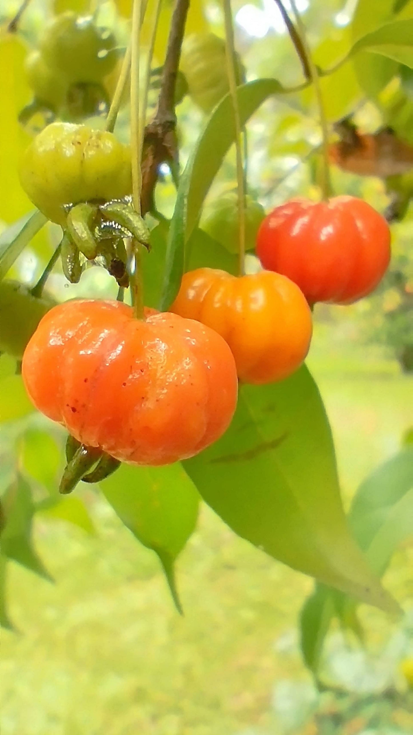 Starfruit Surinam Cherry Vinegar