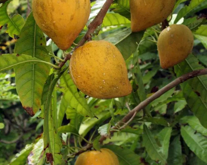 Eggfruit Banana Vinegar