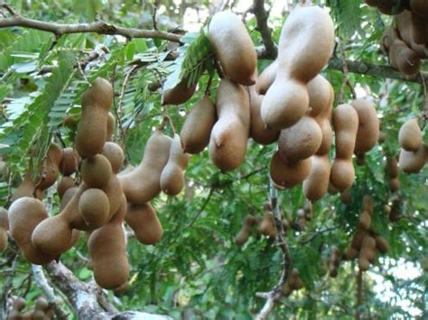 Tamarind Vinegar