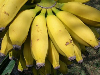 Abiu Banana Vinegar