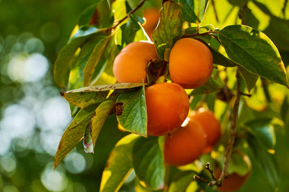 Persimmon XXX Hot Sauce