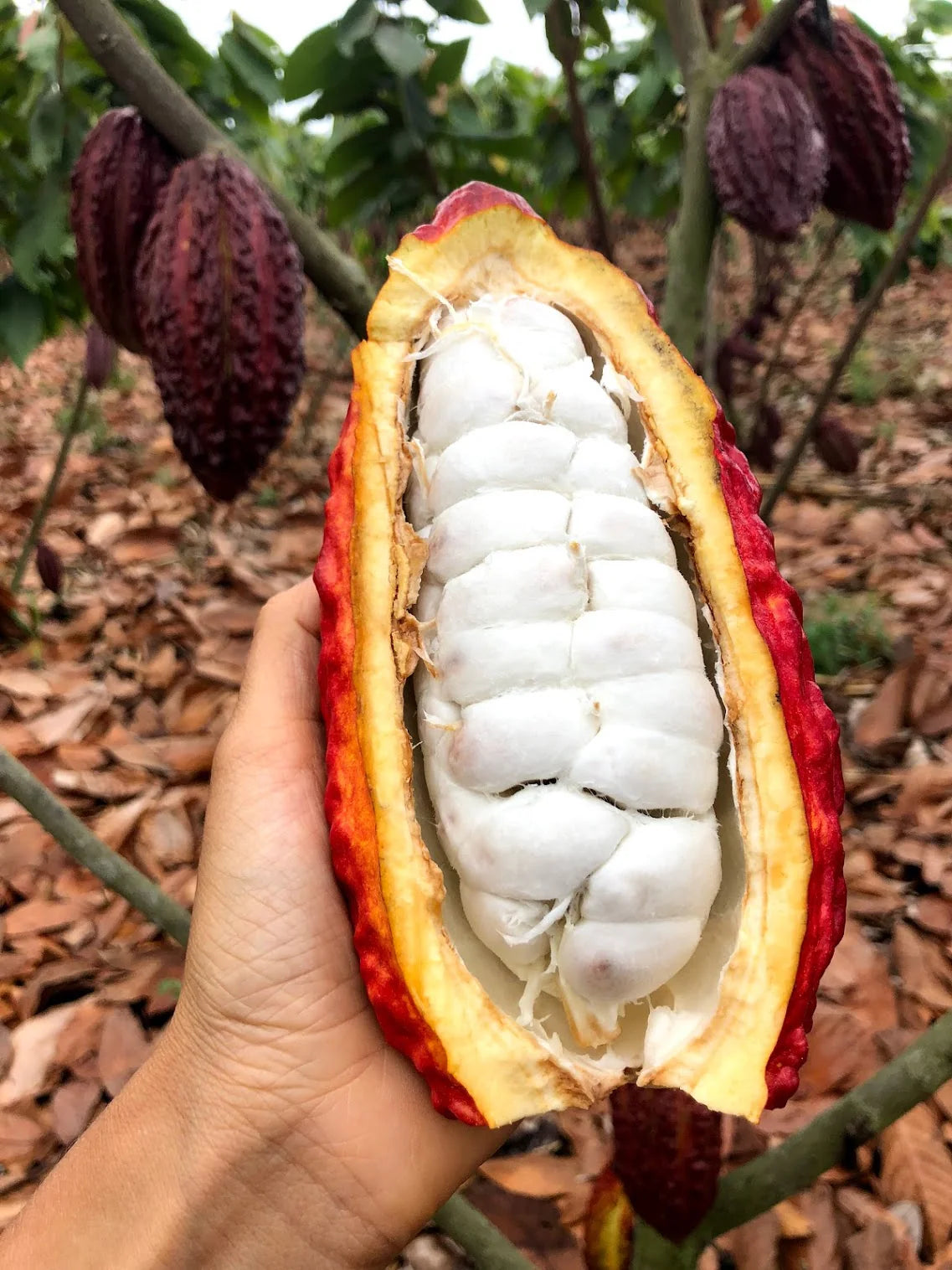 Cacao Vinegar