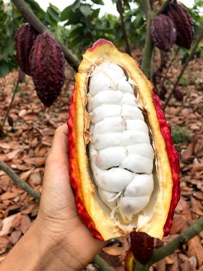 Cacao Vinegar