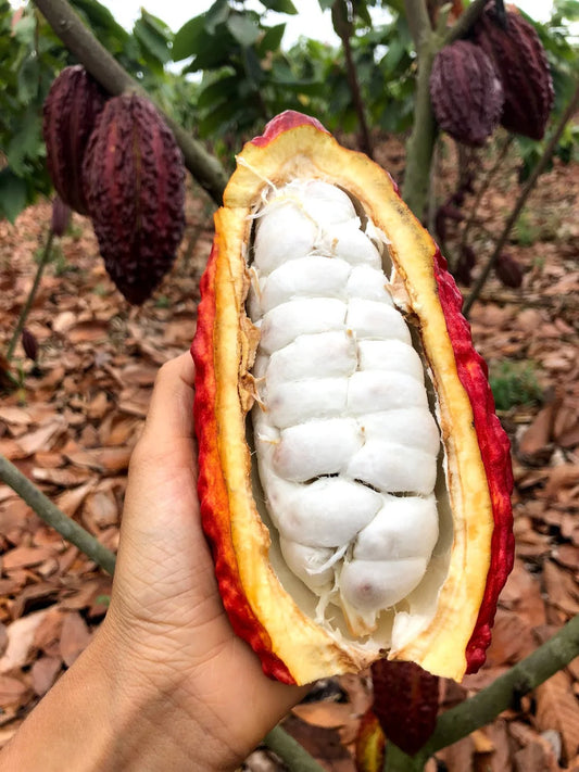 Cacao Vinegar