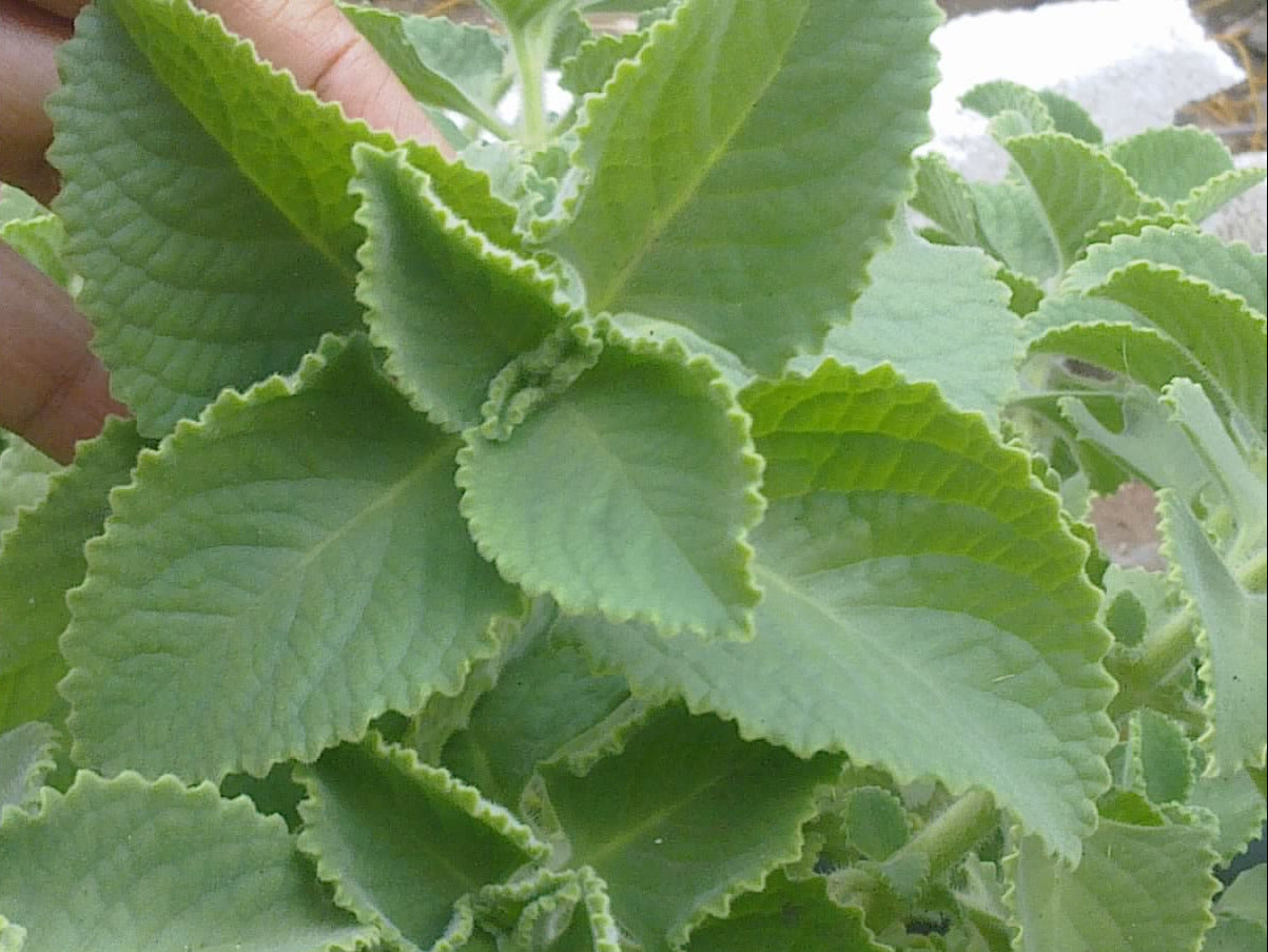 Wild Oregano Sauce